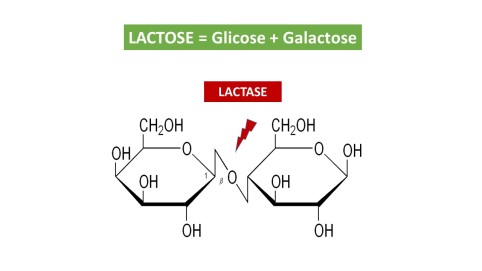 Lactose e lactase