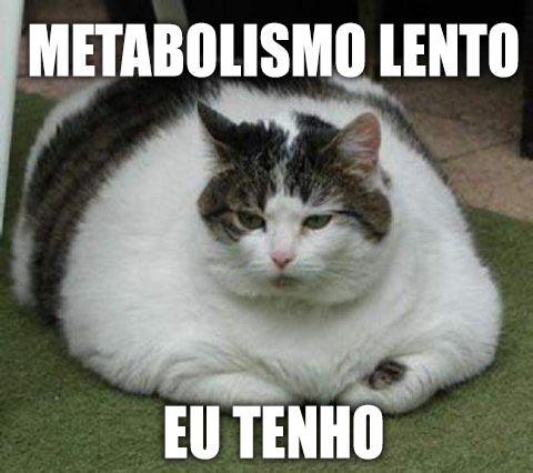 metabolismo-lento_gato